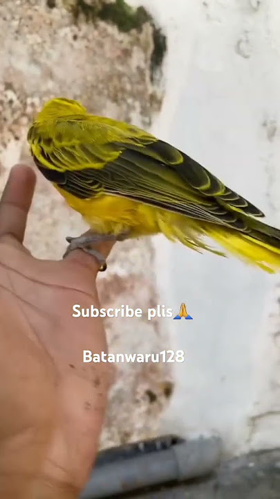 emang bener warna kuning sangat menggoda. #birds #anakburung #sarangburung #burung #kepodanglokal.