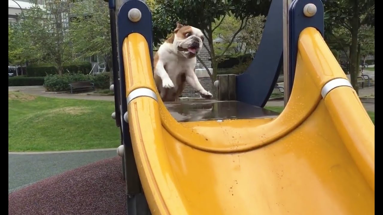 Dogs on Slides (2016) - YouTube
