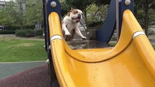 Dogs on Slides (2016)