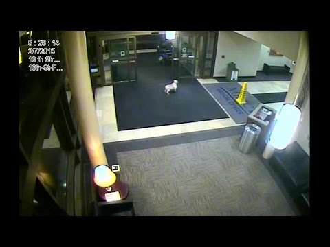 Video: Pet Scoop: Dog Tracks Down Owner på Hospital, Cat søger 