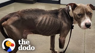 Skinny Pittie Transforms With Little Girl's Help | The Dodo