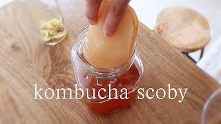 kombucha scoby/ 腸活！コンブチャ、紅茶キノコ