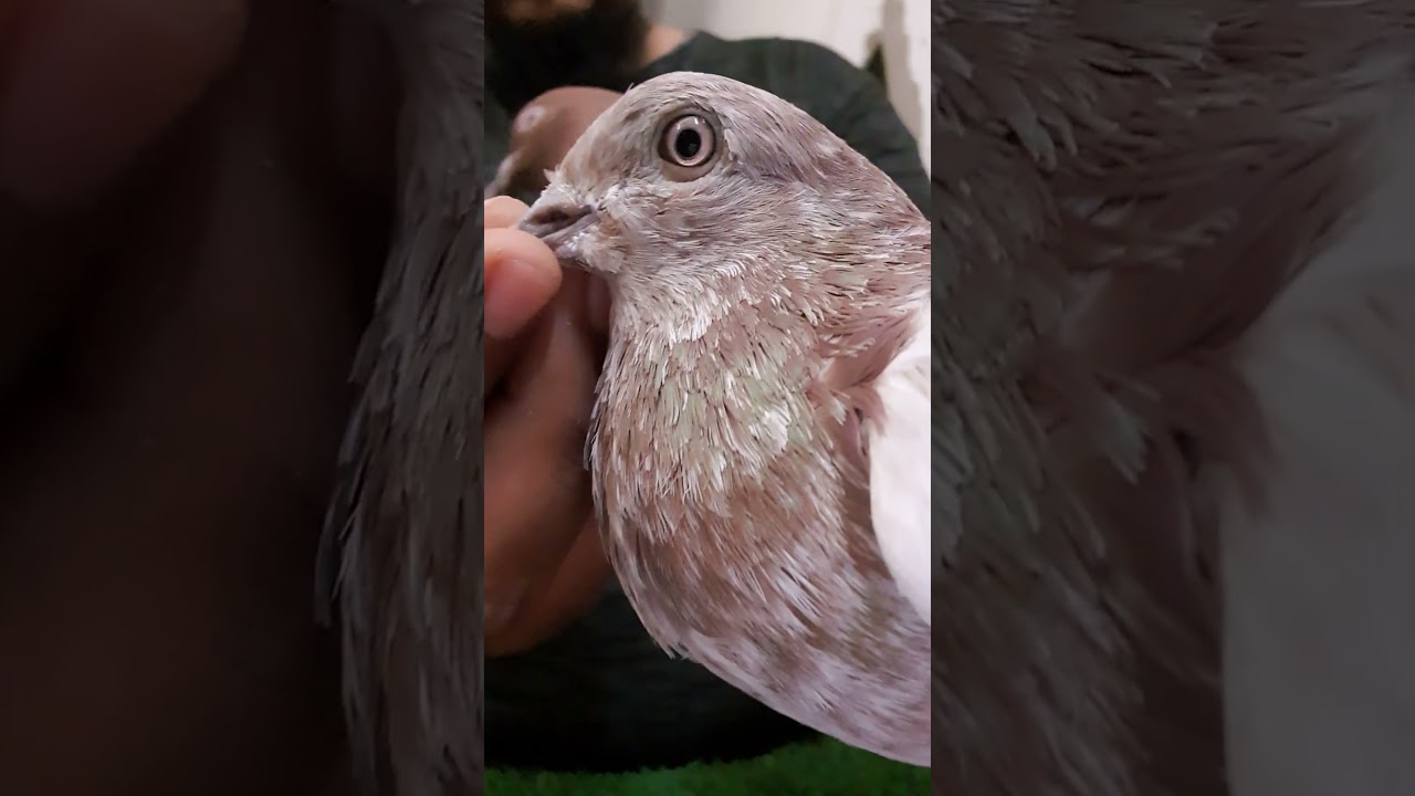 #HomingPigeons #PigeonTok #BirdTok #AnimalFacts #PetsOfTikTok