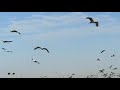 Demoiselle cranes. comes every winter from November to end of March at  khechan  Rajasthan,