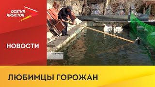 Водоплавающие птицы временно содержатся на территории хозяйственного двора Центрального парка