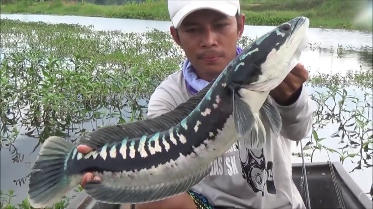 Keganasan Ikan  Toman  Saat Strike Di Danau YouTube
