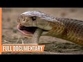 From Alchemy to Venom -  Nature&#39;s Deadly Evolution | Full Documentary