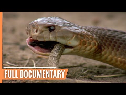 From Alchemy to Venom -  Nature's Deadly Evolution | Full Documentary