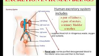 10 Biology Excretion