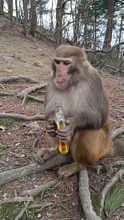 Amazing Monkey : Mendem Mletre Asik