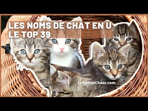 Vidéo: 60 noms uniques et magiques pour les chats