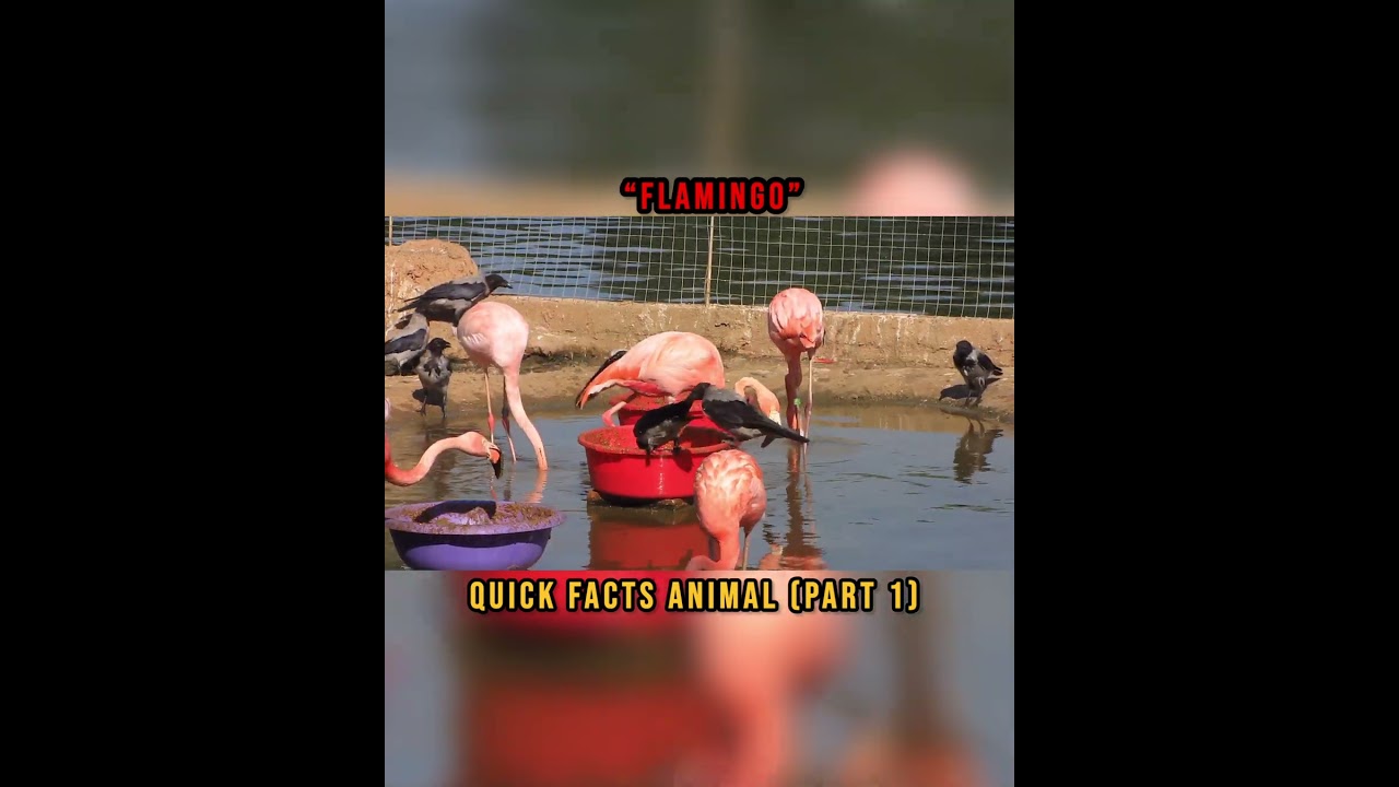 Flamingo Facts (Part1) 