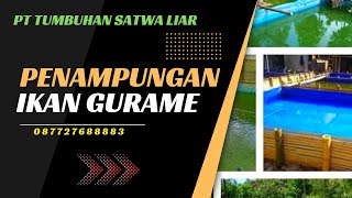 PENAMPUNGAN IKAN GURAME | PT TUMBUHAN SATWA LIAR