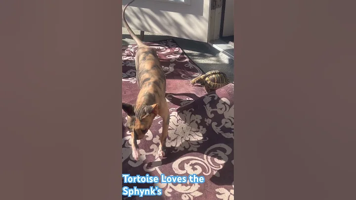 Video 9787521: cute sphynx, cat kitten cute