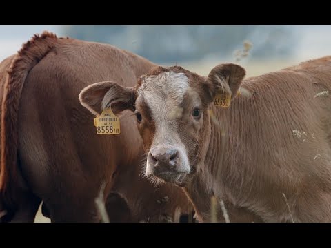 Video: Das Kalifornische Unternehmen Stellt Billiges Künstliches Marmor-Rindfleisch In Elitequalität Her - Alternative Ansicht