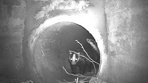 Badgers using road underpass 4