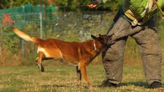 Dog - attacking a man - ULTRA SLOW MOTION
