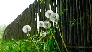 Beautiful Spring Sounds. Singing Birds and Buzzing Iinsects on a Spring Morning.