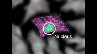 Cytoskeleton Structure and Function