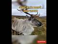 क्या Reindeer सच में Endangered है? पूरी सच्चाई जानिए!#shorts