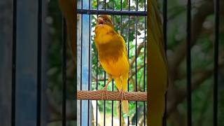 Kenari gacorr mewah #kenari #kenarigacor #pancingankenari #kicaumania #canario #canary #birds