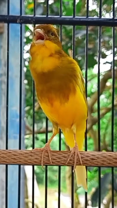 Kenari gacorr mewah #kenari #kenarigacor #pancingankenari #kicaumania #canario #canary #birds
