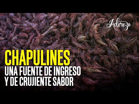 Chapulines, una fuente de ingreso y de crujiente sabor