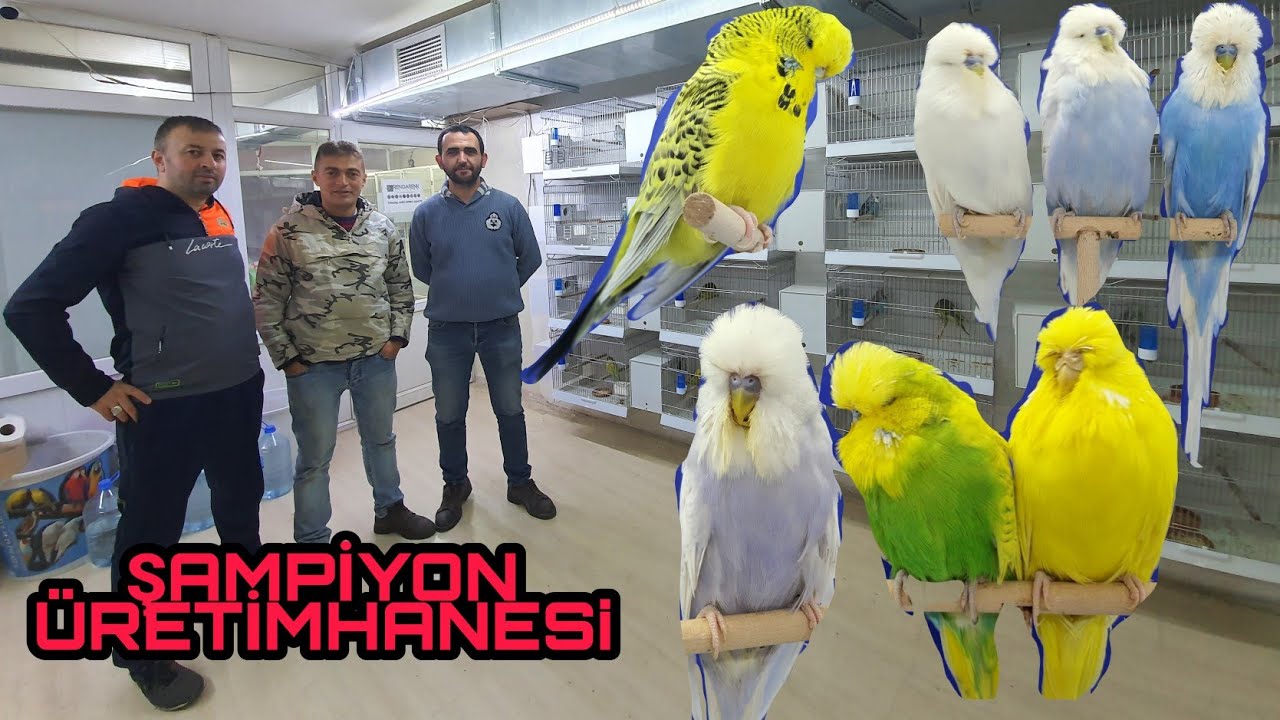 BAŞKAN EMRAH MUSAİN KARDEŞİM İN DEV JUMBO MUHABBET KUŞU ÜRETİMHANESİ BÖLÜM  1