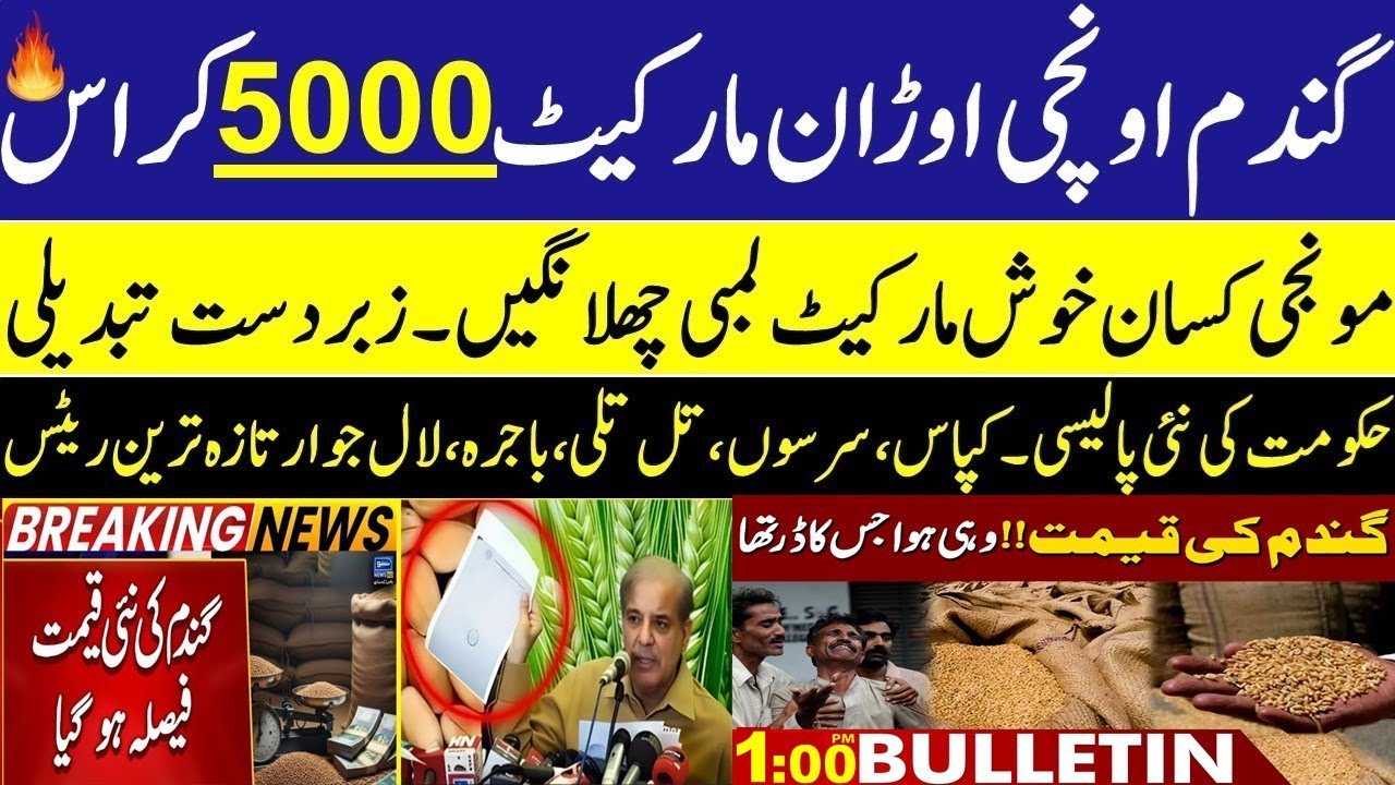 Today Wheat price in punjab//گندم کا ریٹ2026/munji makki till sarso/Galla mandi rate today 2026