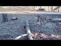 Game Camera - Coyote, Big Bucks, Black Bobcat