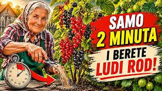 Nemate plodova na žbunju? Samo dva minuta posla i sakupljaćete ludi rod (Tajna starih baštovana)!