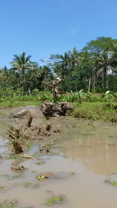 KERBAU BAJAK SAWAH, SAPI LUCU #shorts