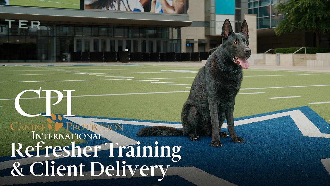 Video thumbnail: Living with a Protection Dog in Public