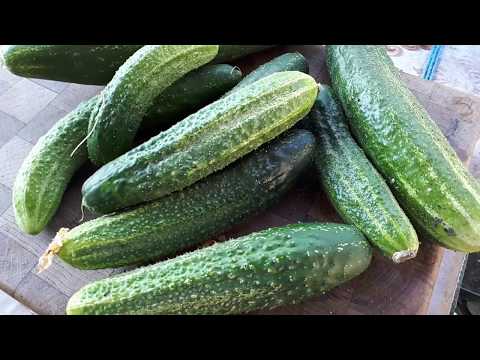 вкуснейший салат  С ПЕРЕРОСШИХ ОГУРЦОВ