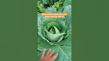 kubis bebas dari serangan ulat