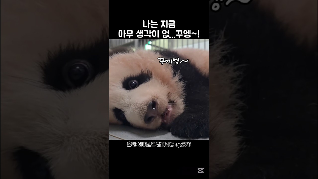 맘마 많이 먹고 멍때리는 슈바오 #슈바오 #넷째바오 #아이바오 #babypanda #shubao