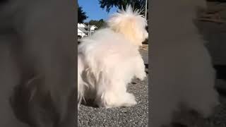 Macys Adventure And More Animal Laughs Online Video Cutter Com 1