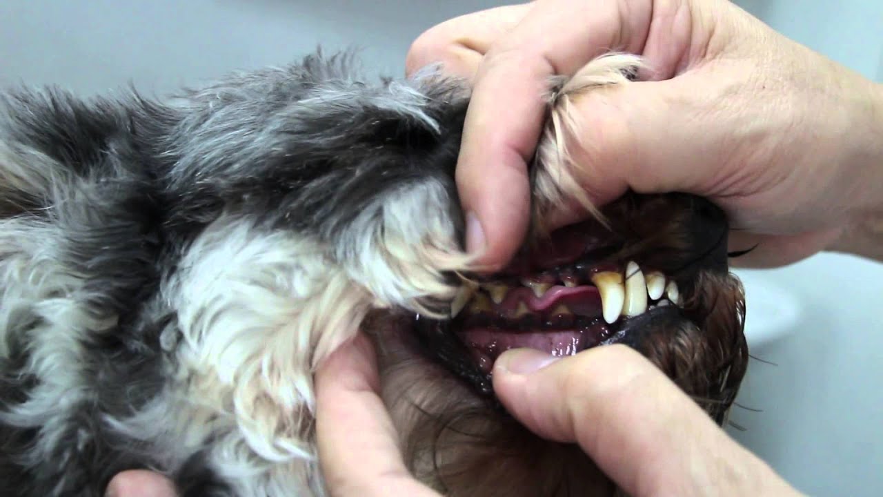 Can You Determine The Age Of Your Dog s Just From The The Teeth YouTube Can You Determine The Age Of Your Dog s Just From The The Teeth YouTube