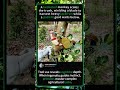 Monkey Harvests Jackfruit Like a Pro! 🔪 Smart Primate SkillsMonkeySkills #PrimateIntelligence