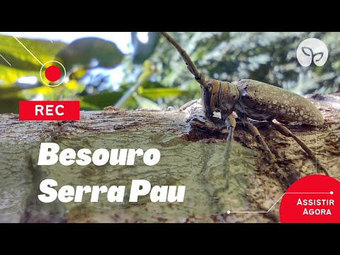 Vídeo: Como controlar o besouro ambrosia?
