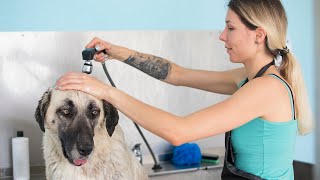 Caring for Your Kangal Dog: Common Health Issues