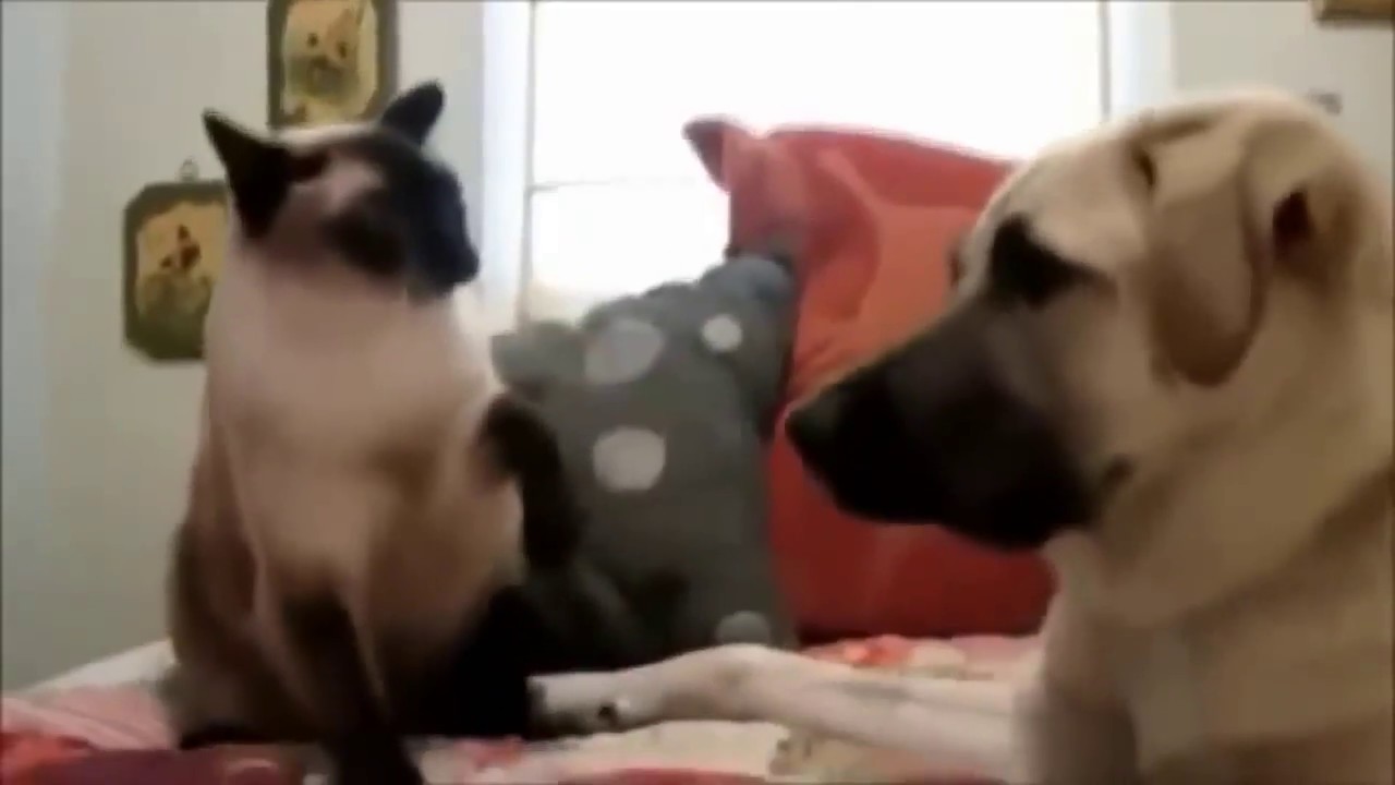 Angry Cats VS Dogs Funny Compilation!!! YouTube