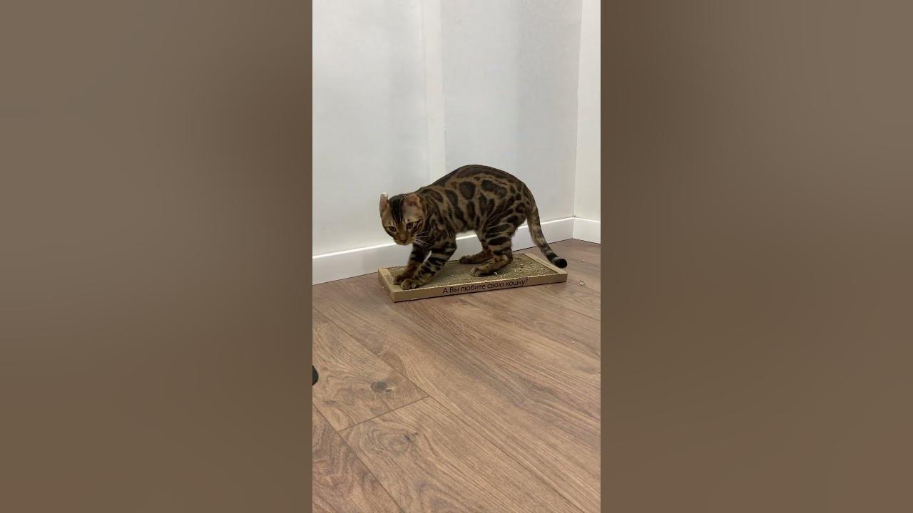 Заточка коготочек 😼 - YouTube