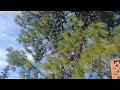 Journey to the Temple: Softwood and hardwood Trees