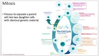 Genetics 101: Mitosis and Meiosis (Lectures 4 & 5 of 11)