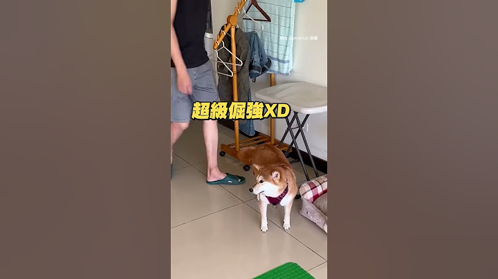 爸爸少一個步驟 公主病柴站在原地定格  #寵物雲 #shorts