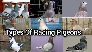 top 10 racing pigeon breeds | Fancy pigeons | pigeons