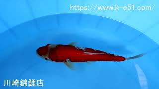 錦鯉販売専門 川崎錦鯉店の錦鯉 No.5981 銀鱗五色 - YouTube