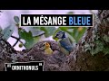 LA MÉSANGE BLEUE - LES ORNITHONULS #4