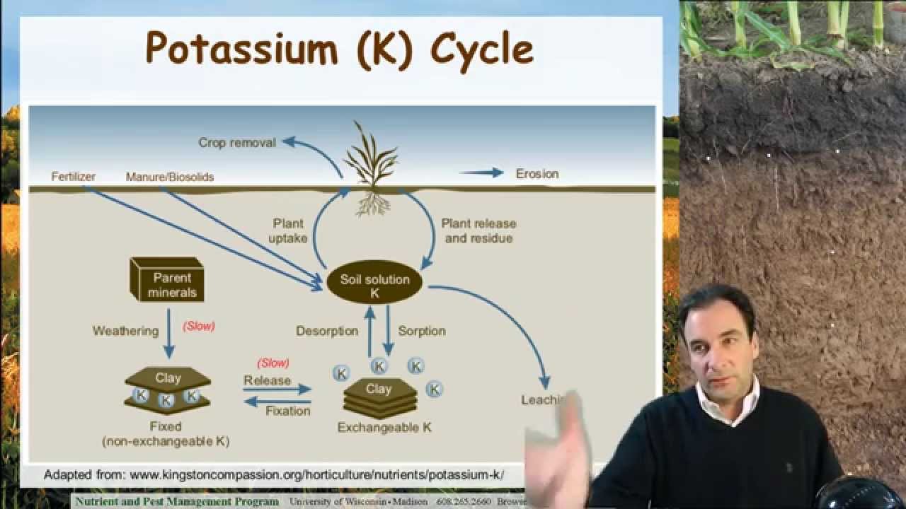 Soil potassium ag nutrient management youtube